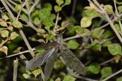 Archichauliodes diversus