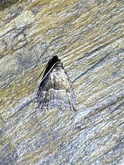 Hypenodes caducus