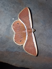 Opisthoxia