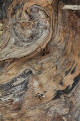 Pleioplectron simplex