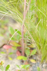 Orthoceras strictum