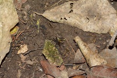 Uliodon