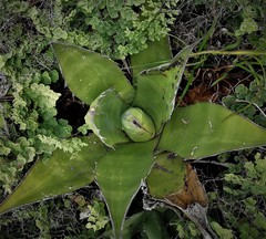 Agave salmiana crassispina