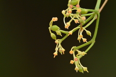 Cissus palmata