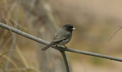 Knipolegus striaticeps