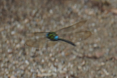 Rhionaeschna cornigera