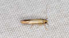 Stathmopoda