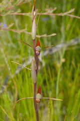 Orthoceras strictum