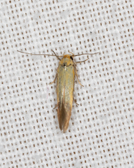 Stathmopoda