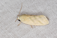 Earias paralella