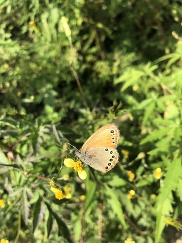 Coenonympha amaryllis