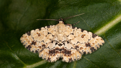 Sandava scitisignata