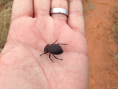 Philolithus sordidus