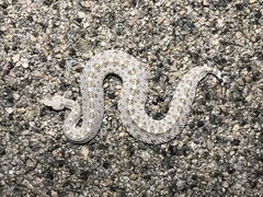 Crotalus cerastes laterorepens