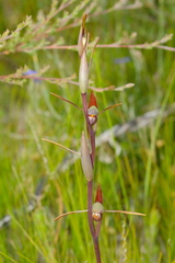 Orthoceras strictum