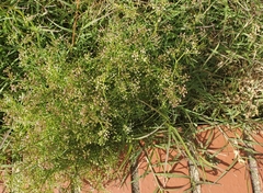 Cyclospermum leptophyllum