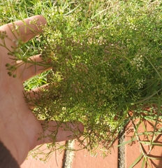 Cyclospermum leptophyllum