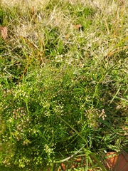 Cyclospermum leptophyllum