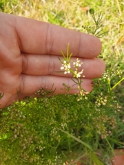 Cyclospermum leptophyllum