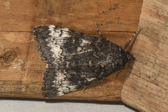 Catocala briseis