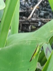 Gesonula punctifrons