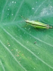 Gesonula punctifrons