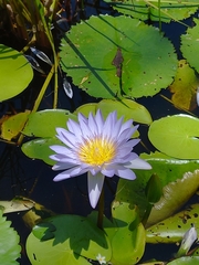 Nymphaea nouchali caerulea