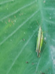 Gesonula punctifrons