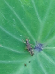 Gesonula punctifrons