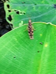 Gesonula punctifrons