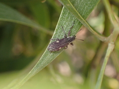 Rhinotia bimaculata
