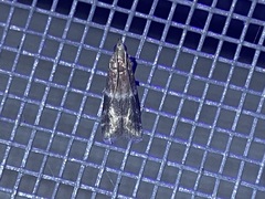 Moodna ostrinella
