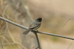 Knipolegus striaticeps