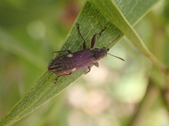 Rhinotia bimaculata