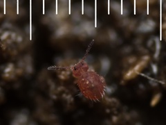 Sphaeridia pumilis