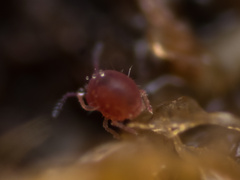 Sphaeridia pumilis