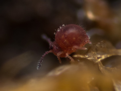 Sphaeridia pumilis