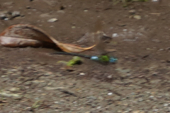 Rhionaeschna cornigera