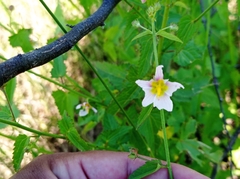 Kosteletzkya depressa