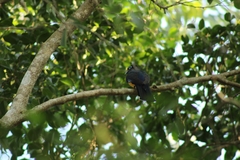 Trogon melanocephalus