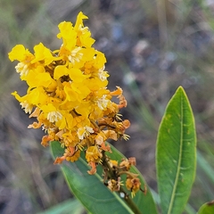 Byrsonima intermedia