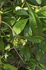Morinda royoc