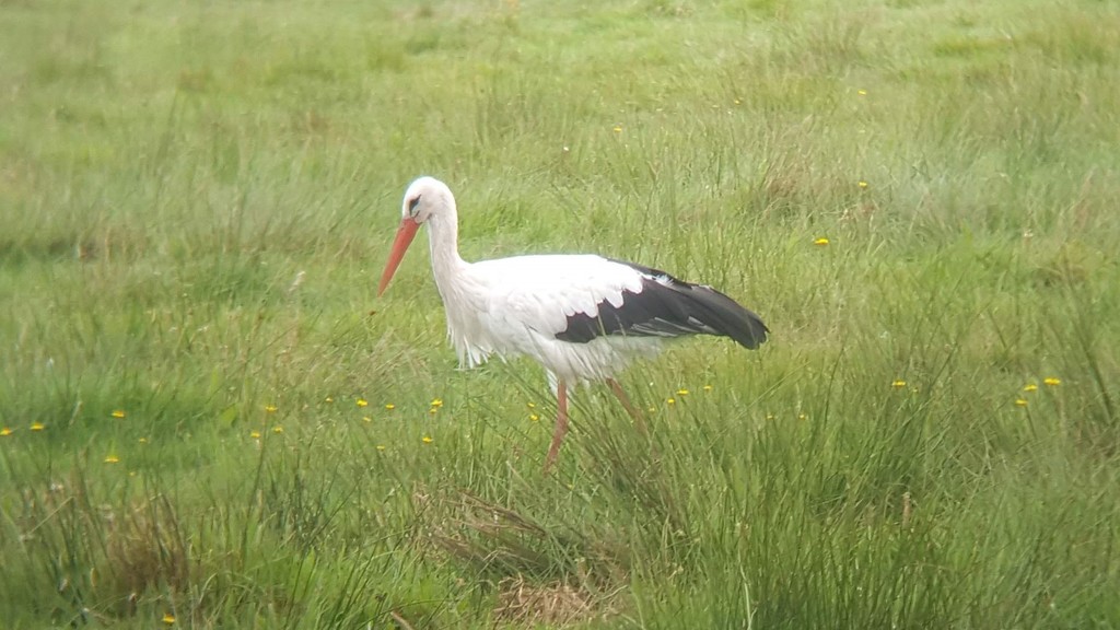 Cigogne blanche