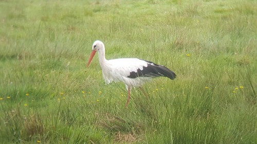 Cigüeña blanca (Ciconia ciconia)