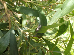 Opisthoncus polyphemus