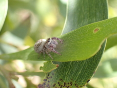 Opisthoncus polyphemus