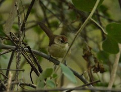 Phacellodomus rufifrons