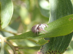 Opisthoncus polyphemus