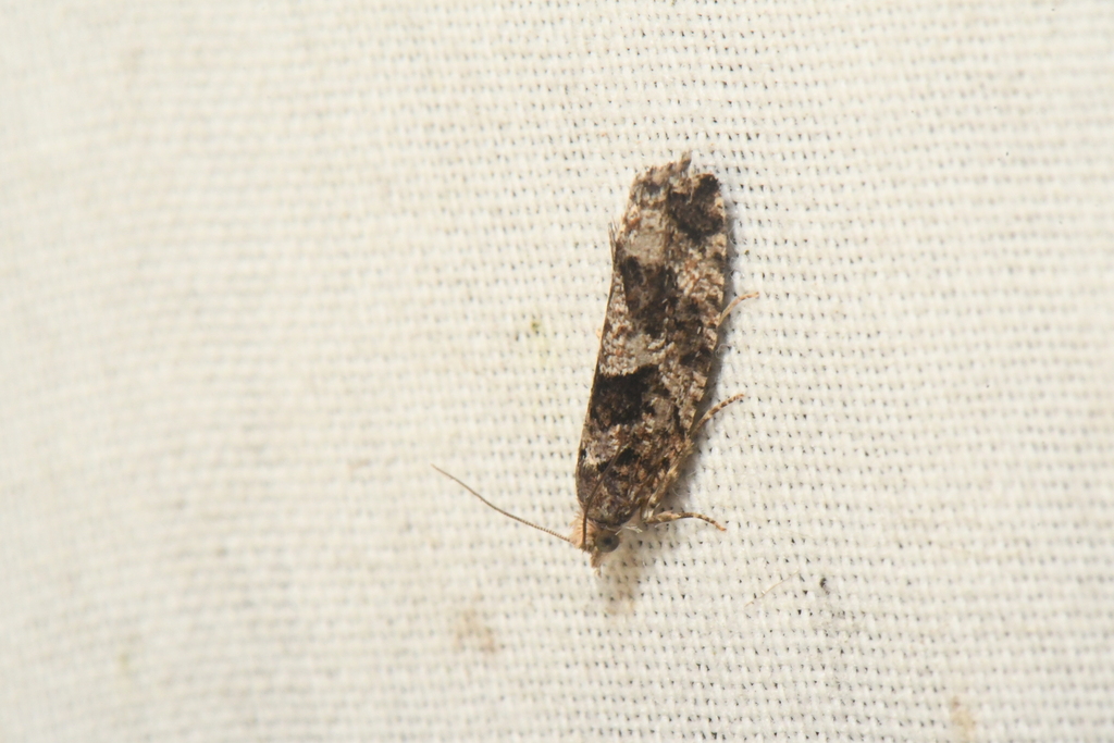 Yellow Spruce Budworm Moth from RouynNoranda, QC, Canada on September