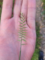 Australopyrum pectinatum